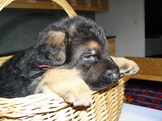 Photo FEMELLE BERGER ALLEMAND PURE RACE DESIRE FAMILLE ADORABLE image 3/5