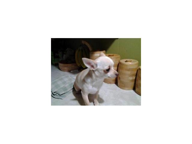 Photo Femelle chihuahua de 6 mois 5lbs couleur beige image 3/5