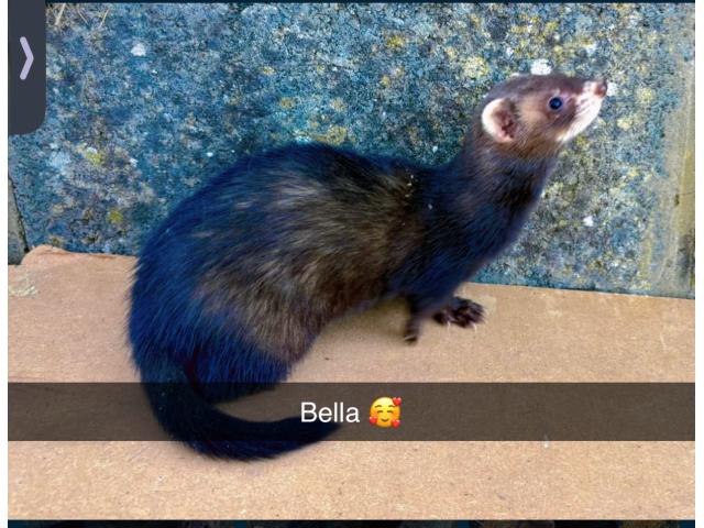 Photo Femelle furets black image 3/3