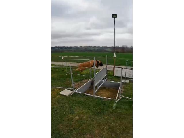 Photo Femelle malinoise avec pedigree image 3/4