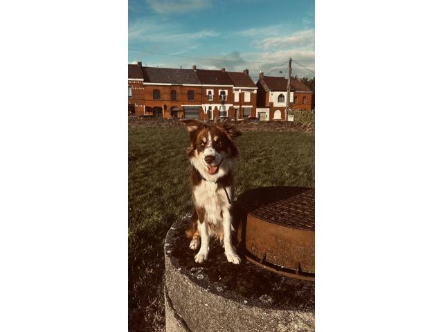 Photo Femelle recherche mâle pour une saillie image 3/3