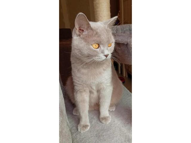 Photo Femelles British shorthair image 3/3