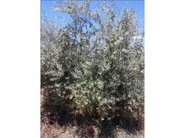 Photo Ferme 8.2 Ha sur Sidi Bouatman Marrakech image 3/4