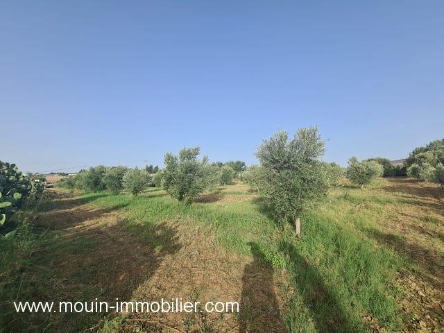Photo FERME LARA Birbouregba, Borj Hfaiedh  T952 image 3/4