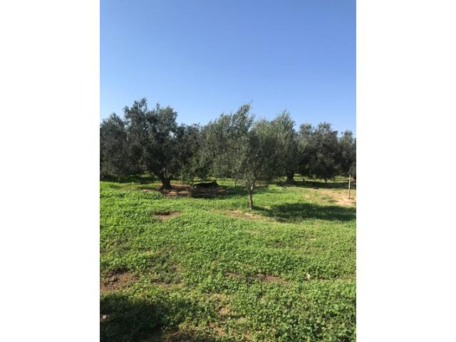 Photo Ferme Malek II T684 Enfidha image 3/6