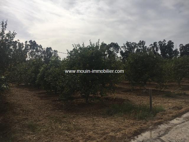 Photo Ferme Nocturne T614 Hammamet image 3/5