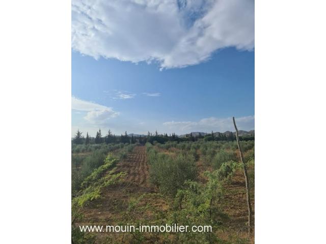 Photo Ferme Pomelo T982 Hammamet vers bouficha image 3/4