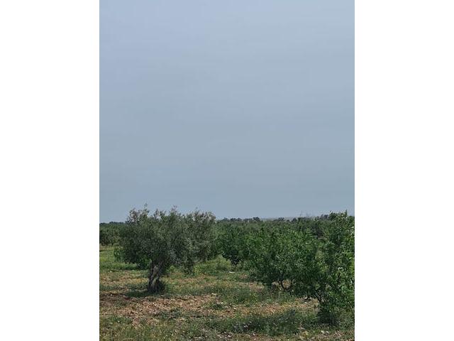 Photo FERME SIDI KHELIFA Sousse, Sidi Khelifa T931 image 3/5