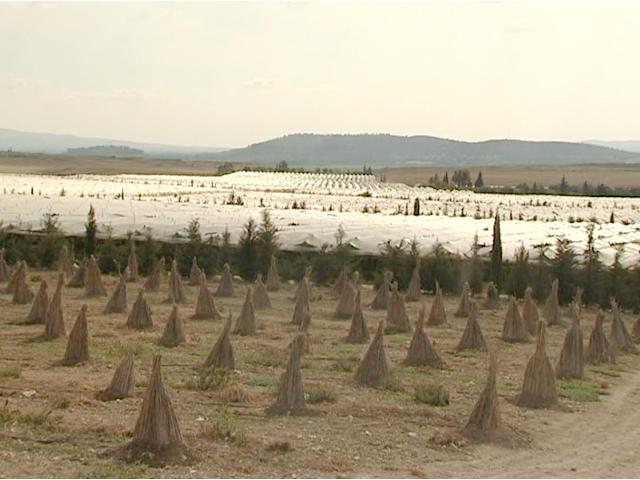 Photo Ferme Tebourba ref T463 Manouba image 3/4