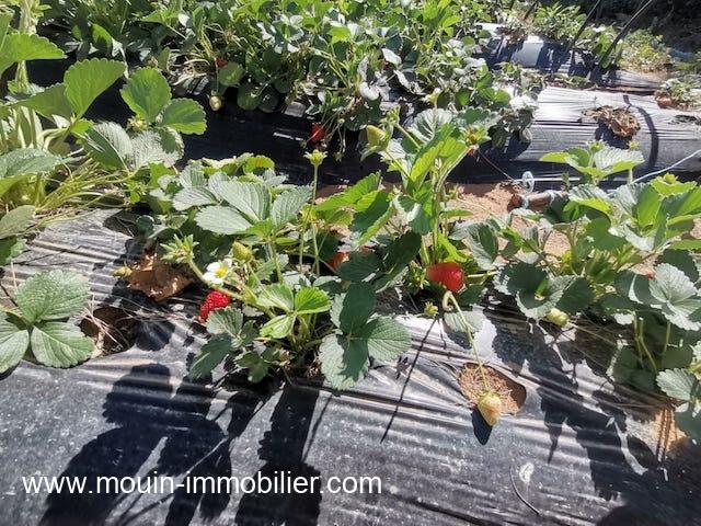 Photo FERMES LES EMERAUDES Somaa T1137 image 3/6