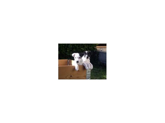 Photo fox  terrier poil lisse pure race LOF image 3/3