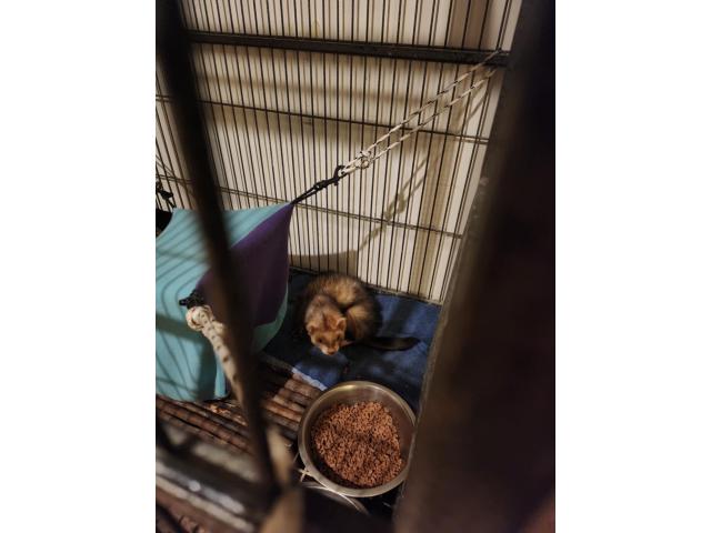 Photo Furet image 3/3