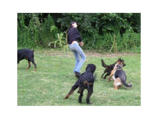 Photo Garde chiens familiale image 3/6