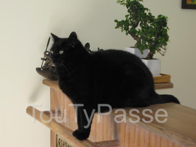 Photo Garde d'animaux  - Promenades image 3/3