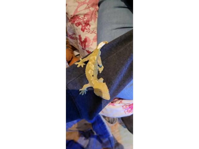 Photo Gecko a crête mâle reproducteur image 3/4