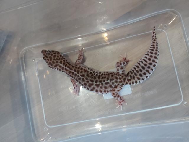 Photo Gecko léopard femelle image 3/5