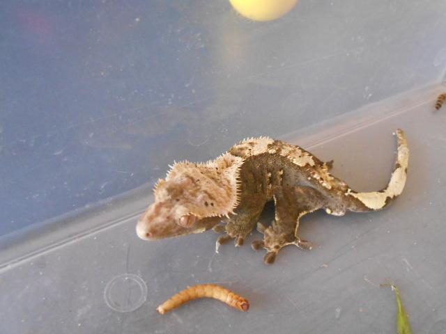 Photo gecko mâle image 3/3