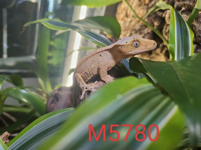 Photo Geckos à crête (2 femelles et 1 mâle) image 3/6