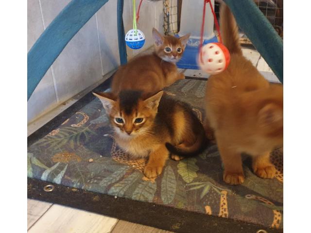 Photo Gentils chatons abyssins de compagnie image 3/3