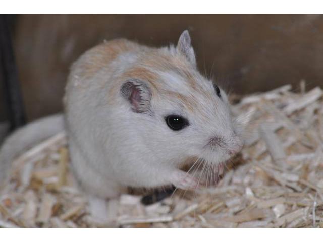 Photo GERBILLE, SOURIS, RAT image 3/4