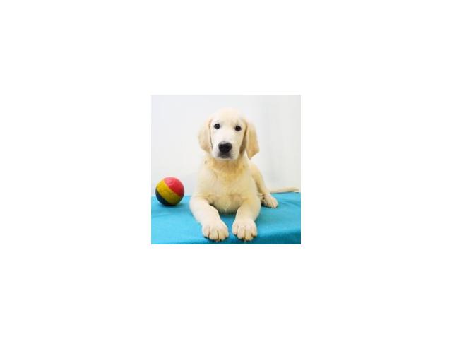 Photo Golden Retriever chiots à vendre image 3/6