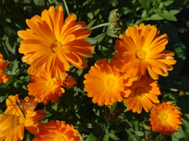 Photo Graines de fleur de souci 3 € image 3/3