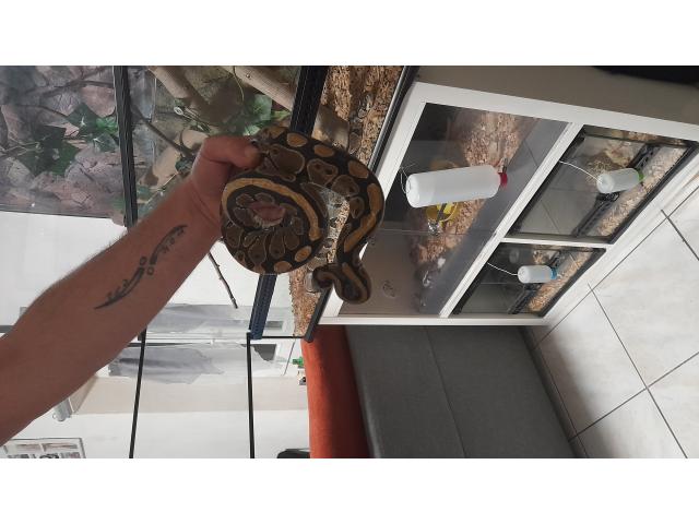 Photo Grand vivarium + 2 python image 3/6