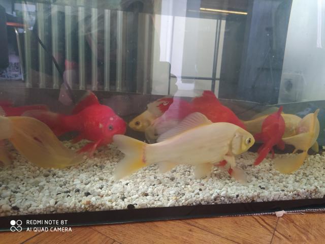 Photo Grands poissons rouges/dorés à vendre image 3/5