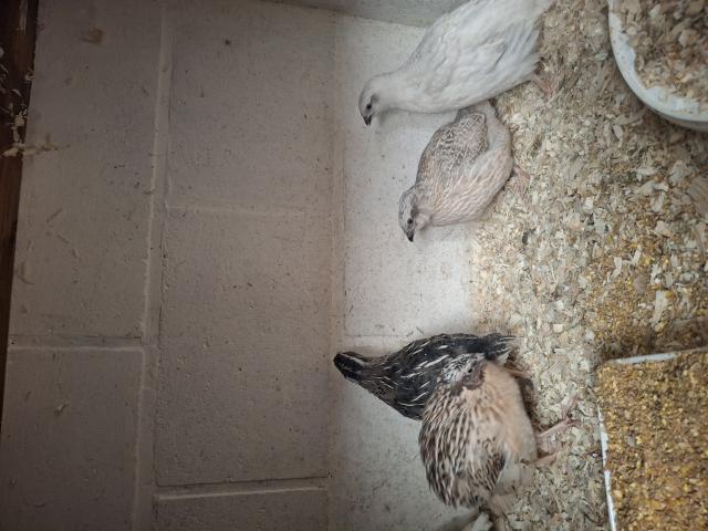 Photo Grosse caille image 3/3