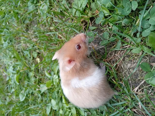 Photo Hamsters dorés image 3/6
