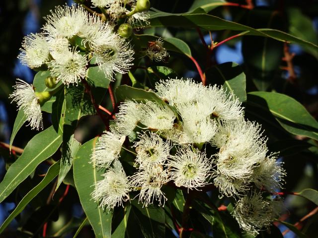 Photo Huile Essentielle d'Eucalyptus Globulus 100% Pure et Naturelle  Bioprogreen image 3/3