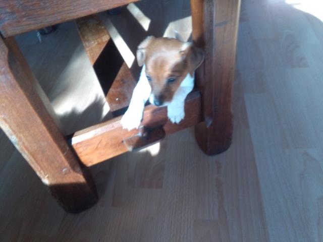 Photo jack-russell a vendre image 3/5