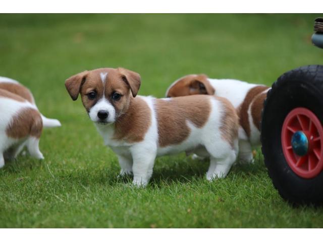 Photo Jack Russell - chiots 100 % Belge image 3/3