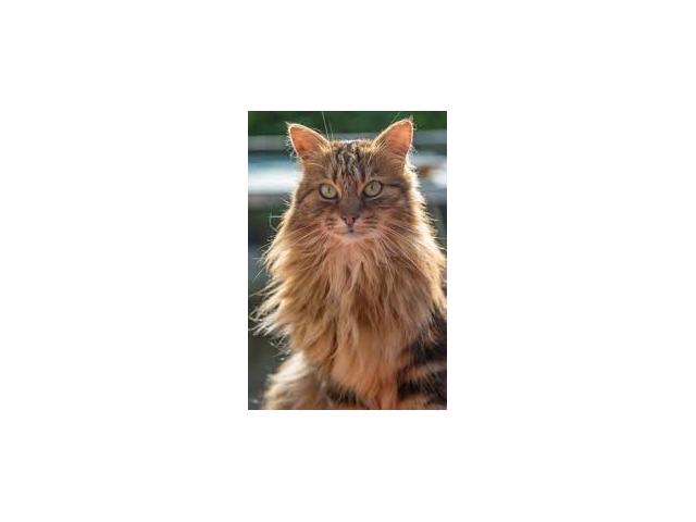 Photo je cherche un chaton sur dinant image 3/6