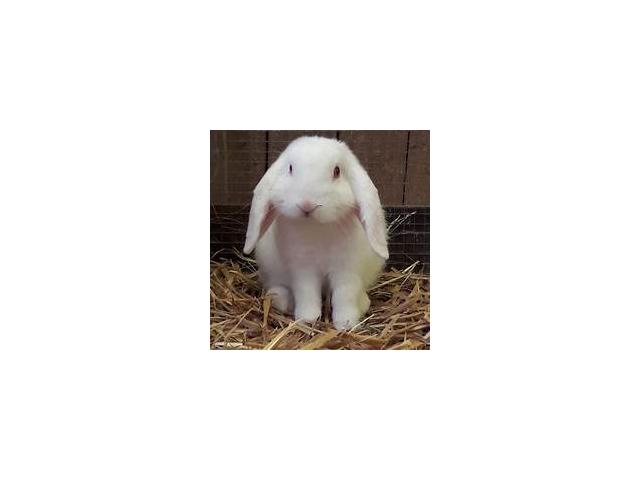 Photo Je cherche un lapin belier nain male Adulte image 3/3