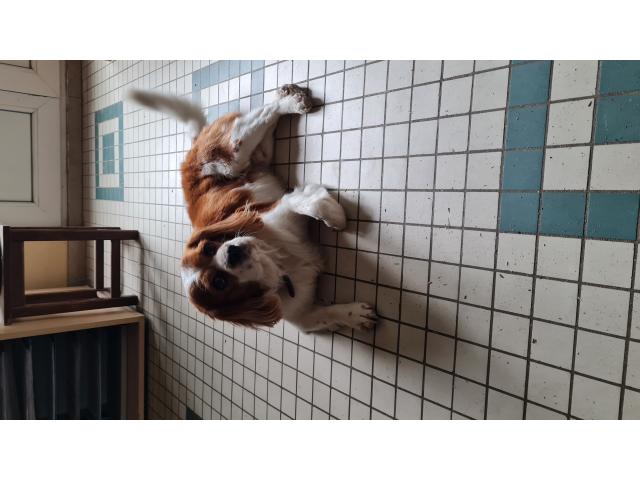 Photo Je donne cavalier king charles image 3/3
