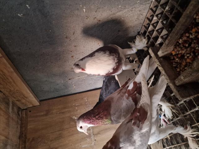 Photo Je vend des pigeons boulant de pomeranie image 3/5
