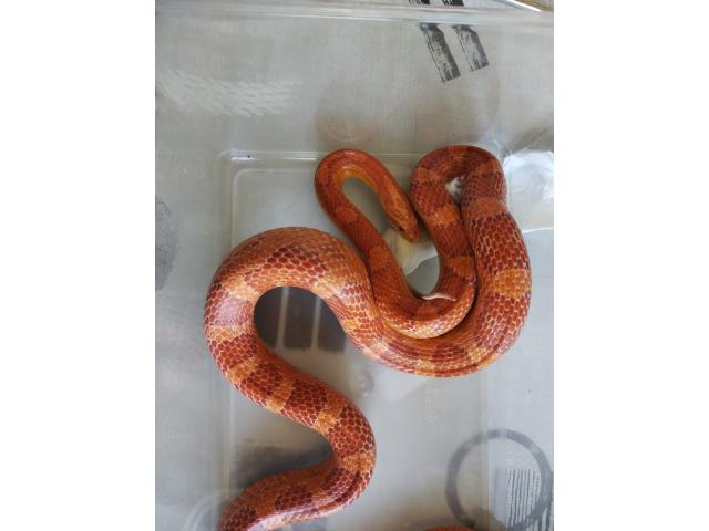 Photo Je vends mon serpent des blés amela image 3/3