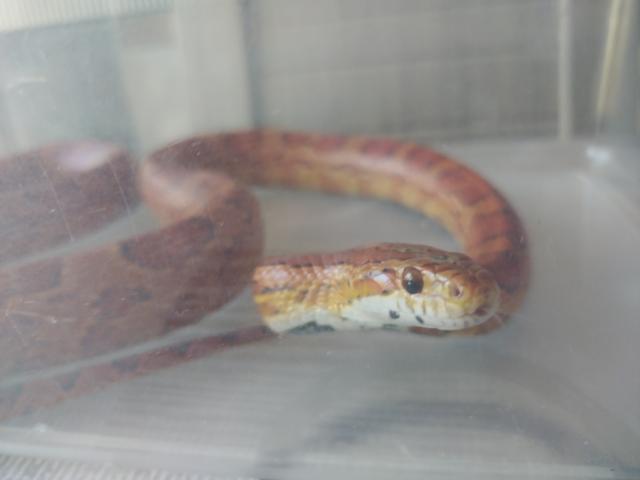 Photo Je vends mon serpent des blés de 5 ans image 3/3