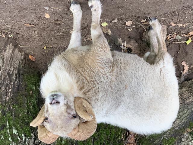 Photo Jeune bélier noir mouton ouessant image 3/3