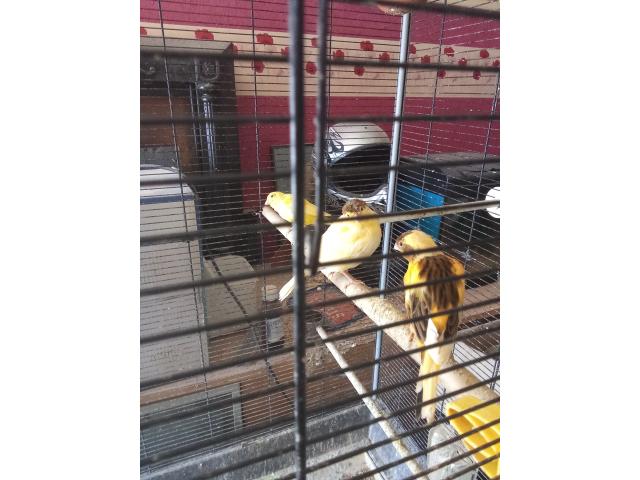 Photo Jeune Canaries voir description image 3/3