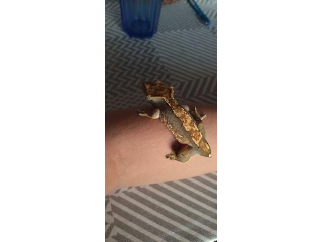 Photo Jeune Gecko à crête femelle tâcheté sans queue à vendre image 3/4