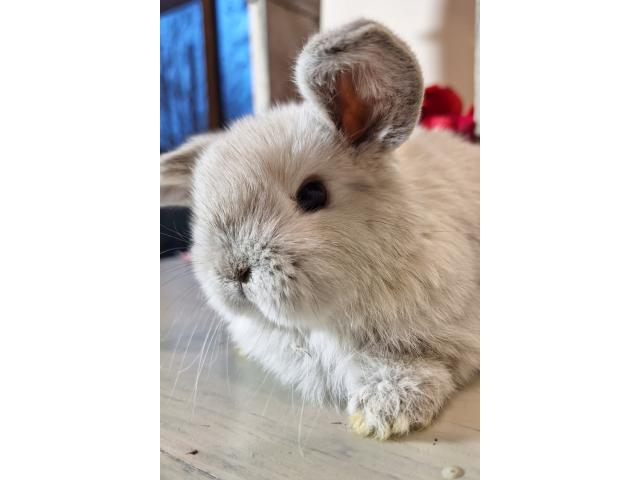 Photo Jeune lapin nain bélier. image 3/3