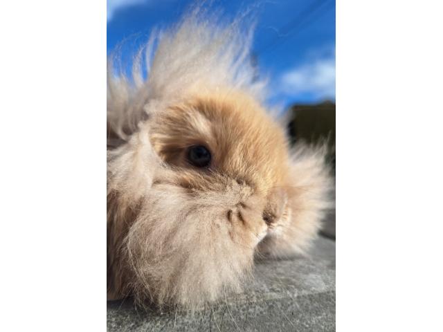 Photo Jeune lapin nain bélier image 3/3