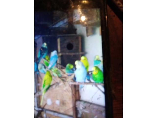 Photo Jeune perruche ondulée image 3/3