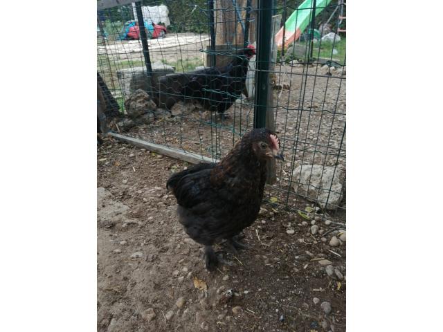 Photo jeunes coqs croisés marans image 3/4