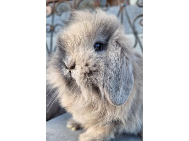 Photo Jeunes lapins nains bélier image 3/5