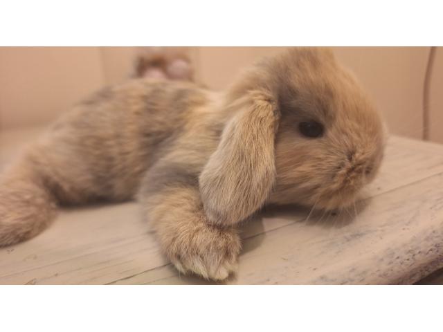 Photo Jeunes lapins nains bélier image 3/6