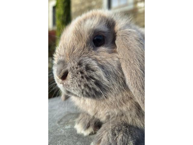 Photo Jeunes lapins nains bélier image 3/6