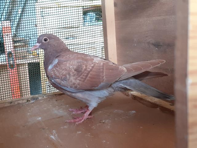 Photo JEUNES PIGEONS ROUGES CHOCOS image 3/6
